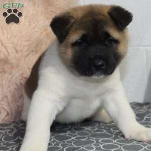 Louie, Akita Puppy